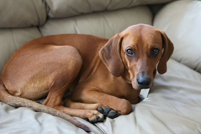 Đặc điểm của chó Redbone Coonhound 1