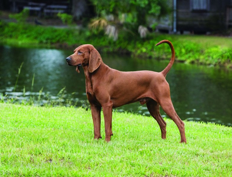 Đặc điểm của chó Redbone Coonhound 2