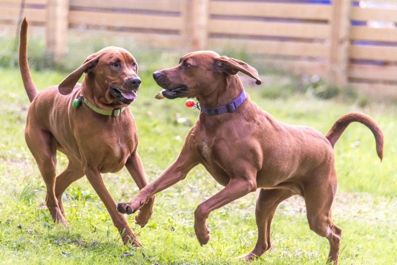 Tuổi thọ và sức khỏe của chó Redbone Coonhound