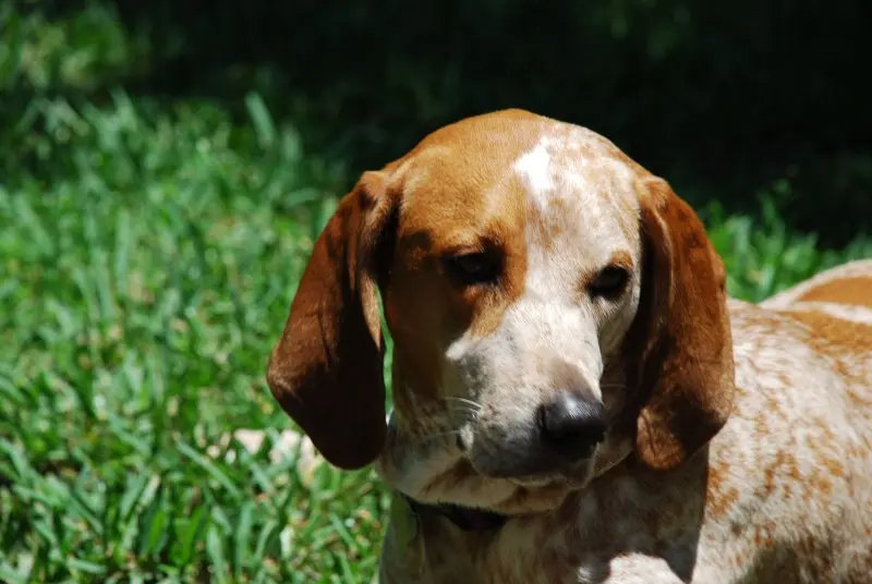 Giá bán chó Redbone Coonhound