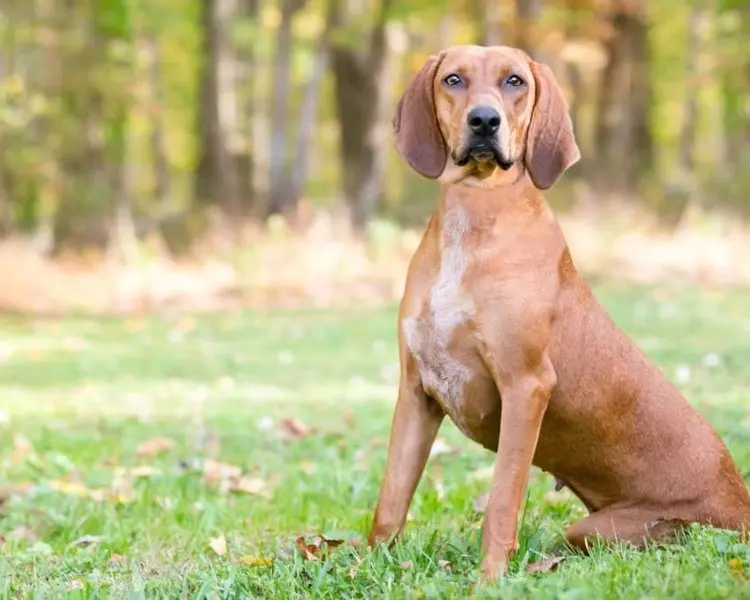 Hình ảnh chó Redbone Coonhound 1