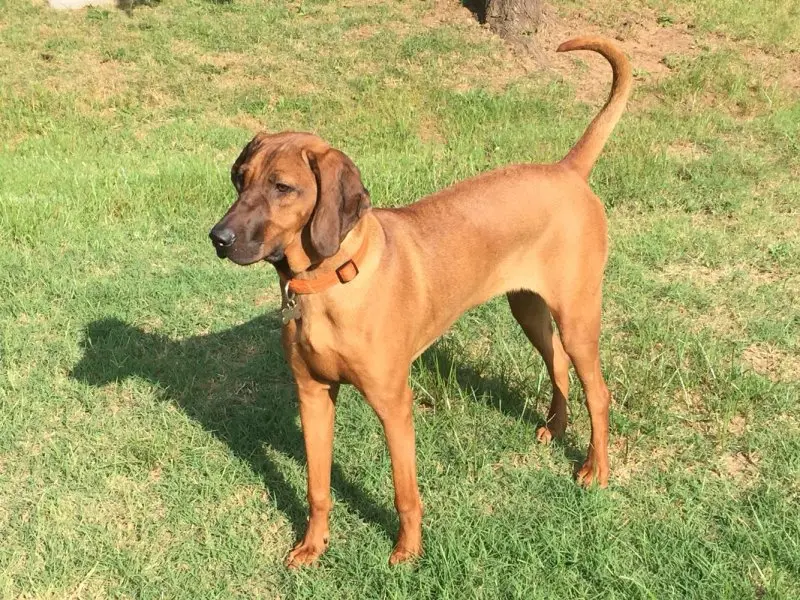 Hình ảnh chó Redbone Coonhound 2