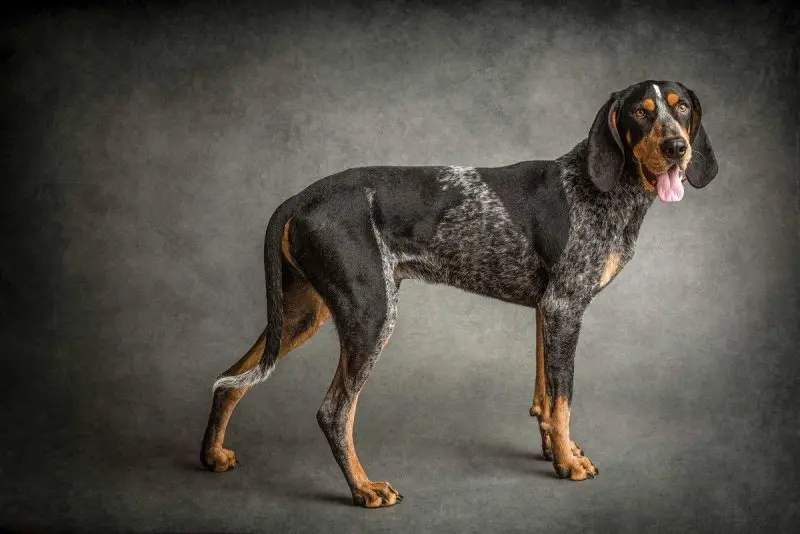 Hình ảnh chó Redbone Coonhound 3