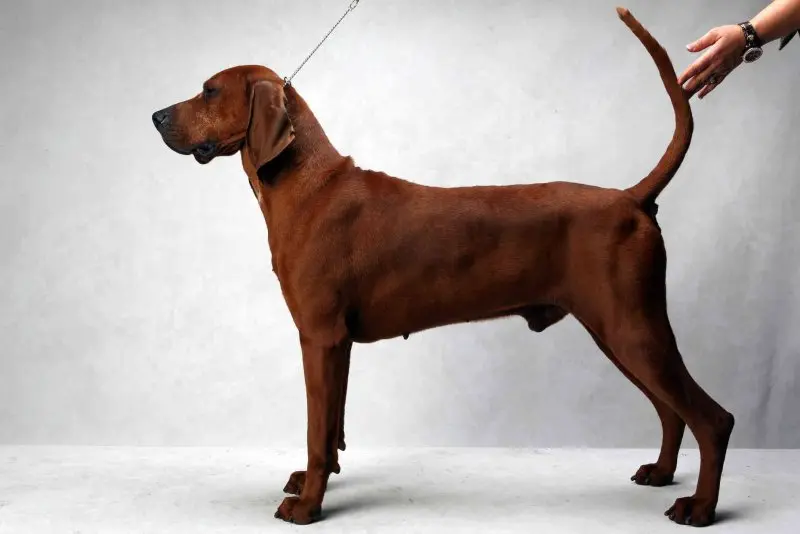 Hình ảnh chó Redbone Coonhound 4