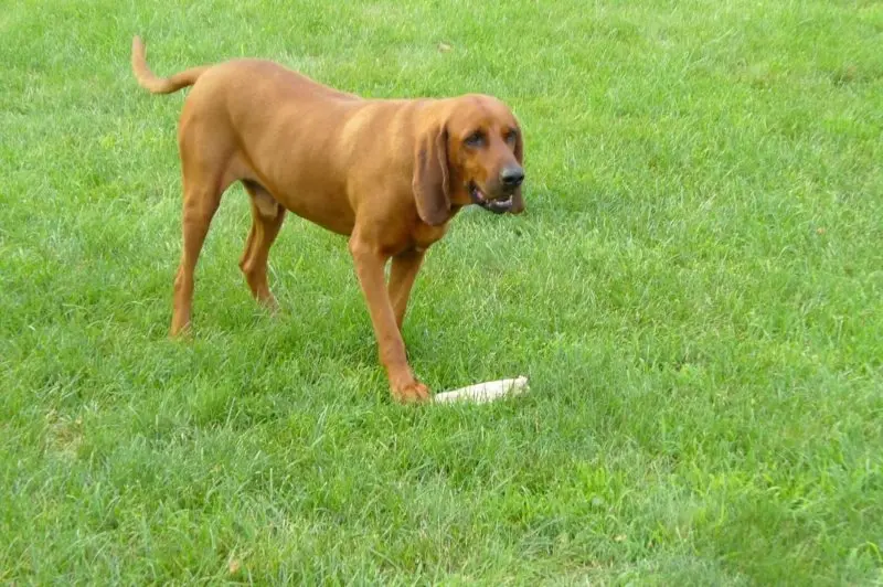 Hình ảnh chó Redbone Coonhound 5