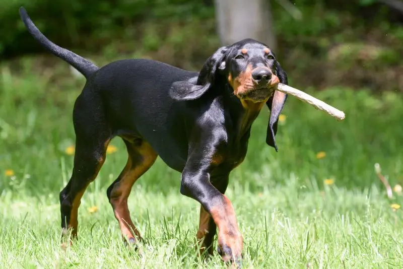 Hình ảnh chó Redbone Coonhound 6