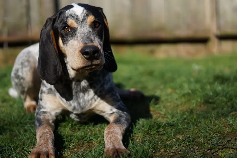 Hình ảnh chó Redbone Coonhound 7