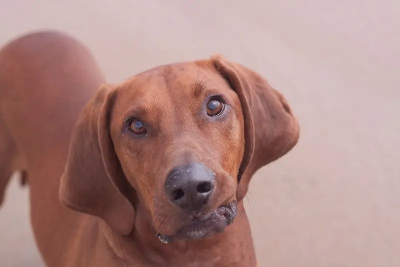 Hình ảnh chó Redbone Coonhound 8