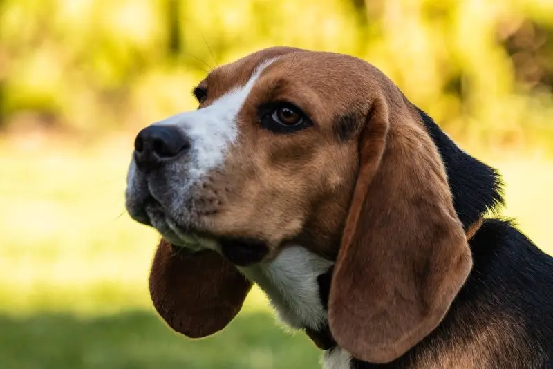 Hình ảnh chó Redbone Coonhound 9