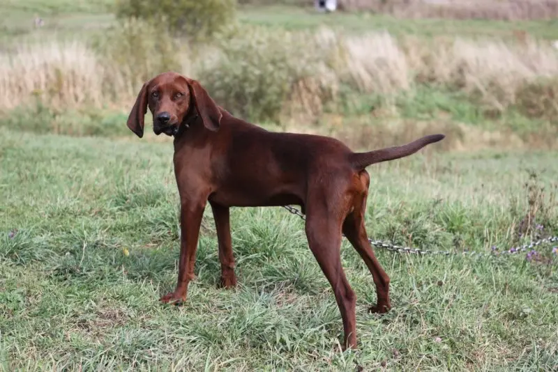 Hình ảnh chó Redbone Coonhound 10