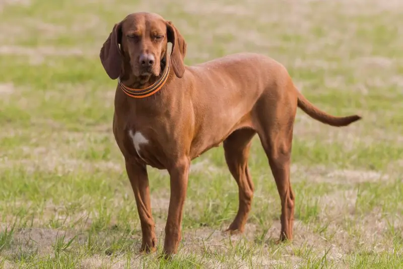 Hình ảnh chó Redbone Coonhound 11