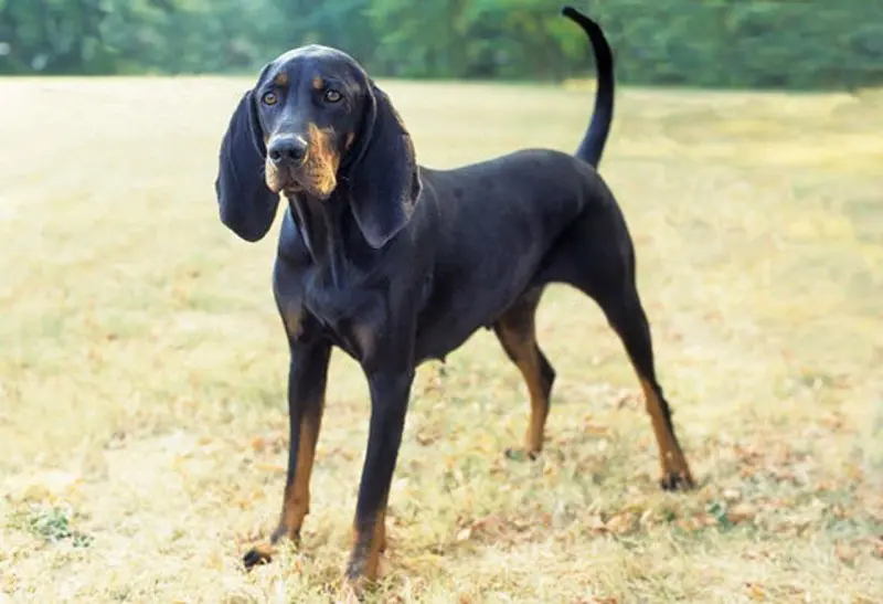 Hình ảnh chó Redbone Coonhound 12