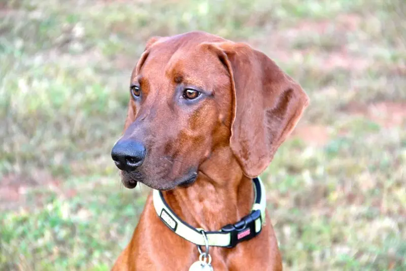 Hình ảnh chó Redbone Coonhound 13