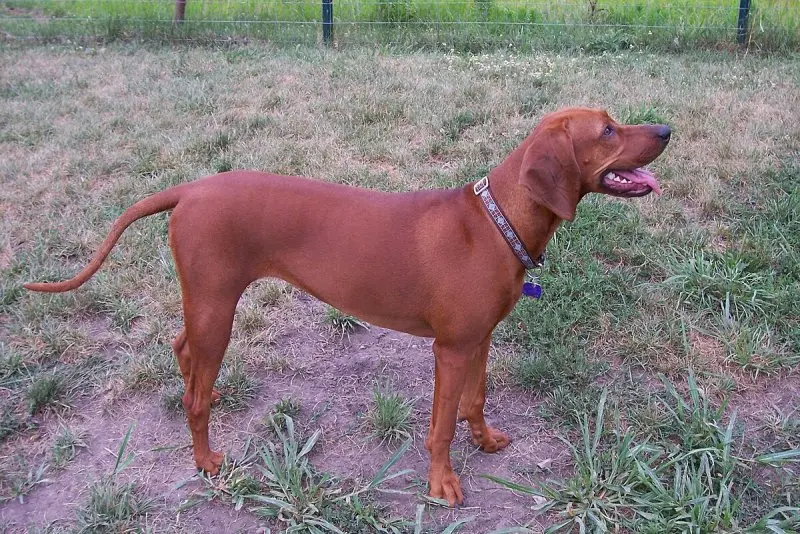 Hình ảnh chó Redbone Coonhound 14