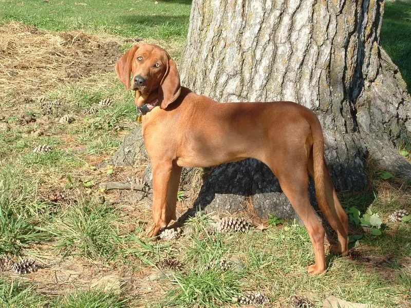 Hình ảnh chó Redbone Coonhound 15