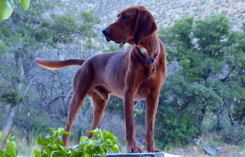 Hình ảnh chó Redbone Coonhound 16