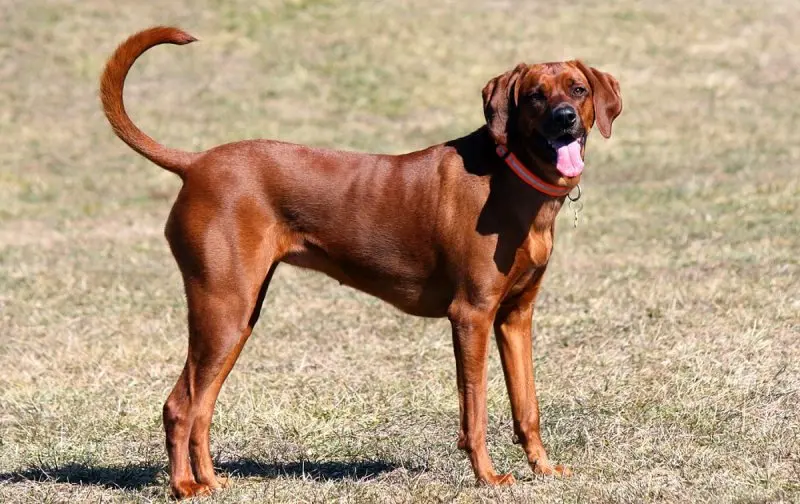 Hình ảnh chó Redbone Coonhound 17