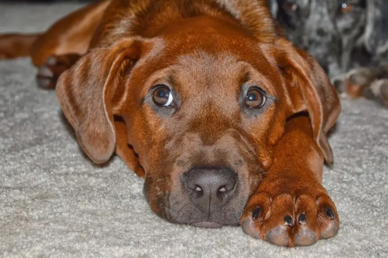 Hình ảnh chó Redbone Coonhound 18