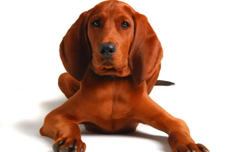 Hình ảnh chó Redbone Coonhound 19