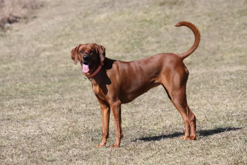 Hình ảnh chó Redbone Coonhound 20