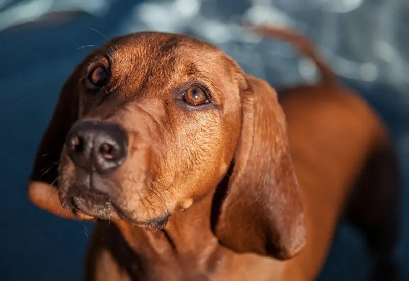 Hình ảnh chó Redbone Coonhound 21