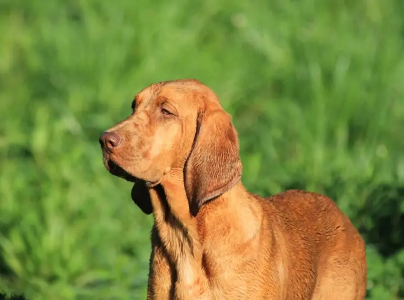 Hình ảnh chó Redbone Coonhound 22