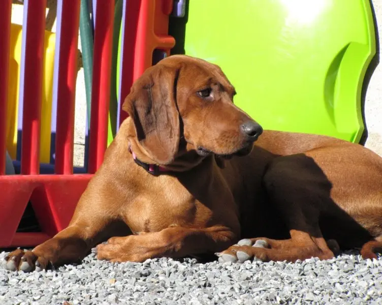 Hình ảnh chó Redbone Coonhound 23