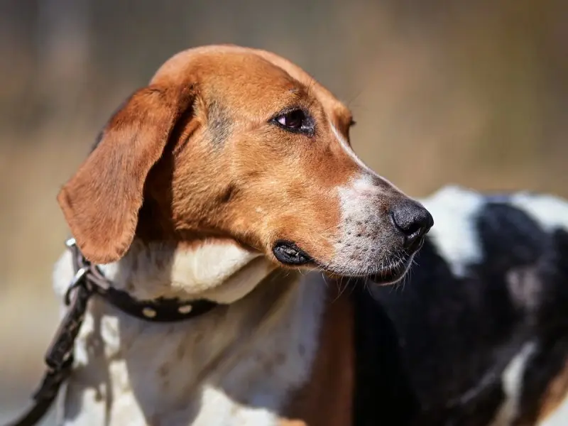 Hình ảnh chó Redbone Coonhound 24