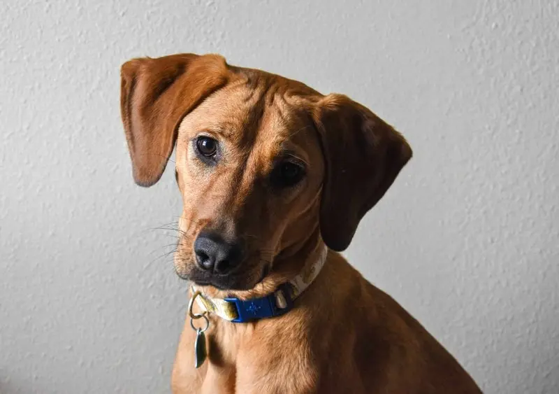 Hình ảnh chó Redbone Coonhound 25