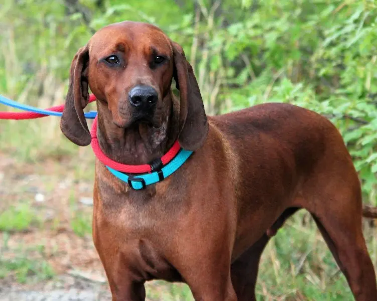 Hình ảnh chó Redbone Coonhound 27