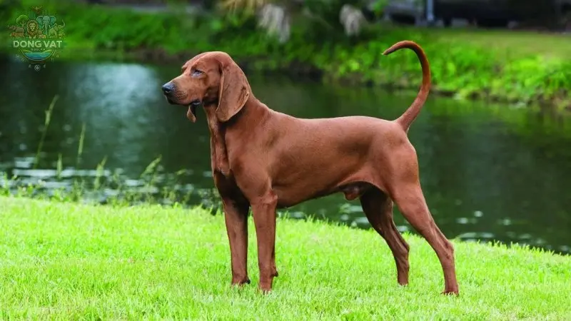 Chó Redbone Coonhound có nguồn gốc từ đâu?