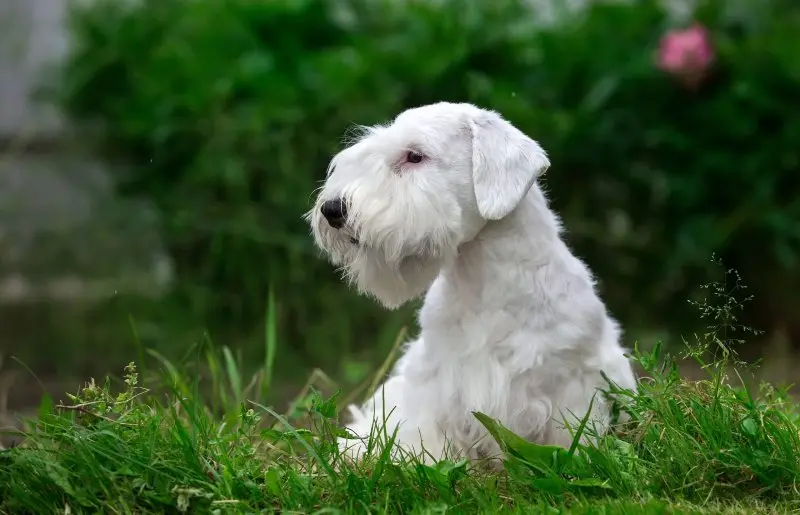 Nguồn gốc của chó Sealyham Terrier