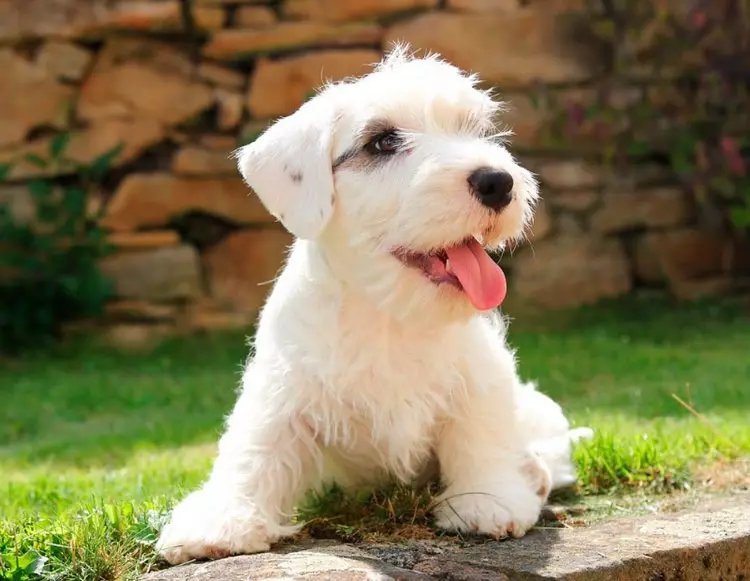 Đặc điểm của chó Sealyham Terrier 1