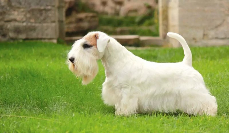 Cách chăm sóc chó Sealyham Terrier 1