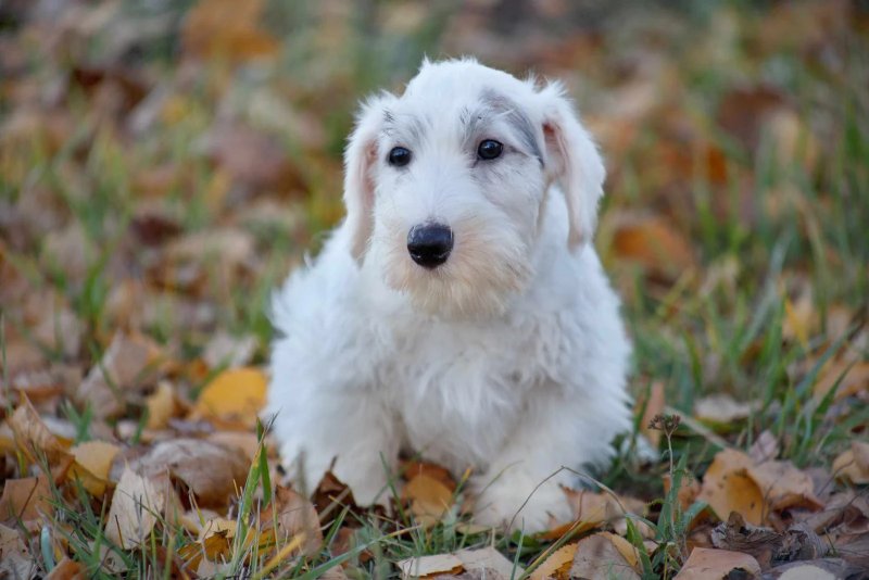 Tuổi thọ và sức khỏe của chó Sealyham Terrier