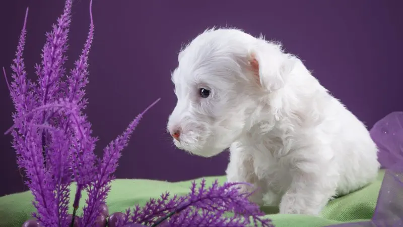 Hình ảnh chó Sealyham Terrier dễ thương 1