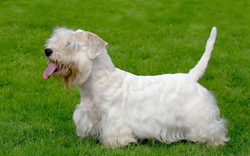 Hình ảnh chó Sealyham Terrier dễ thương 2