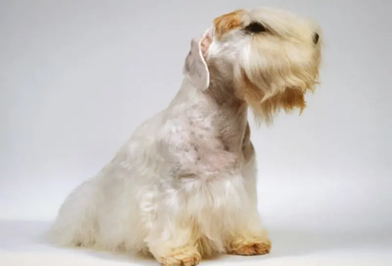 Hình ảnh chó Sealyham Terrier dễ thương 3