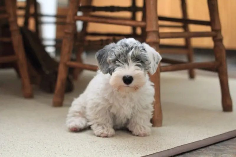 Hình ảnh chó Sealyham Terrier dễ thương 4