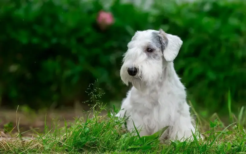 Hình ảnh chó Sealyham Terrier dễ thương 5