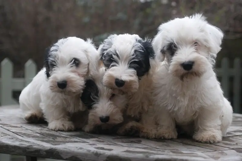 Hình ảnh chó Sealyham Terrier dễ thương 6