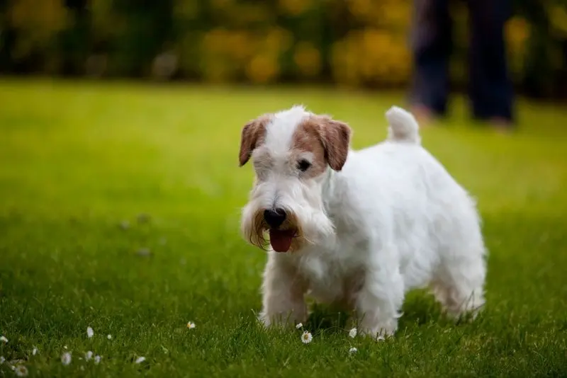 Hình ảnh chó Sealyham Terrier dễ thương 7