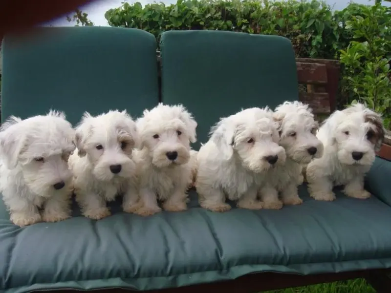 Hình ảnh chó Sealyham Terrier dễ thương 8