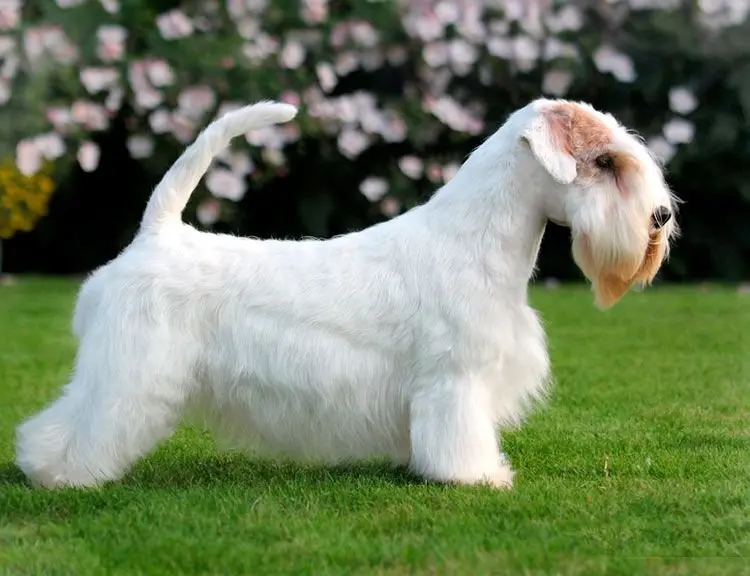 Hình ảnh chó Sealyham Terrier dễ thương 9