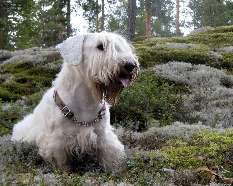 Hình ảnh chó Sealyham Terrier dễ thương 10