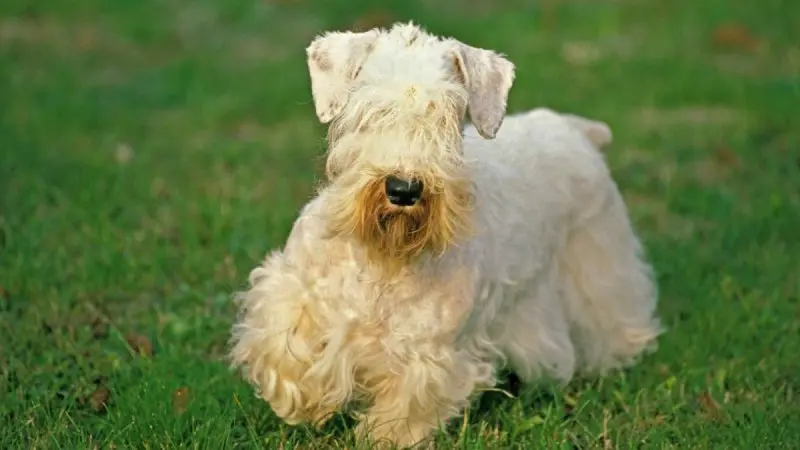 Hình ảnh chó Sealyham Terrier dễ thương 11