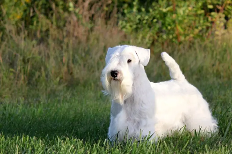 Hình ảnh chó Sealyham Terrier dễ thương 12