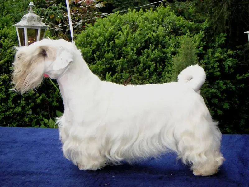 Hình ảnh chó Sealyham Terrier dễ thương 13