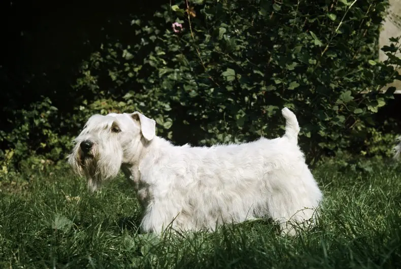 Hình ảnh chó Sealyham Terrier dễ thương 14