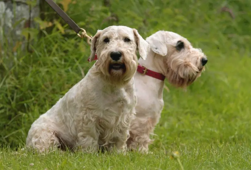 Hình ảnh chó Sealyham Terrier dễ thương 15